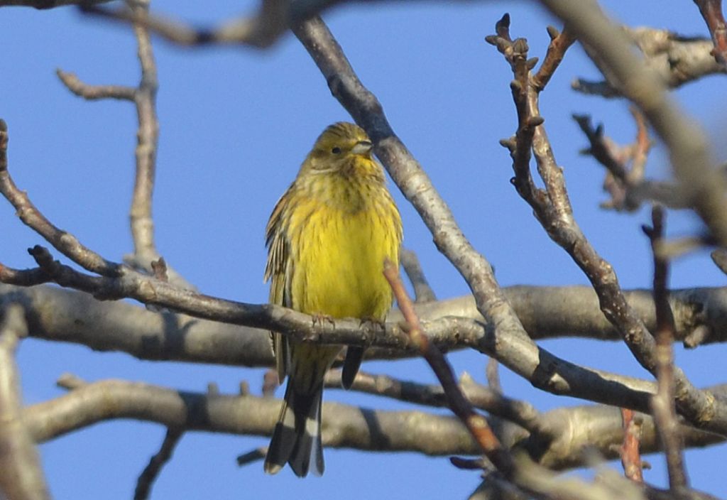 Zigolo giallo (Emberiza citrinella)